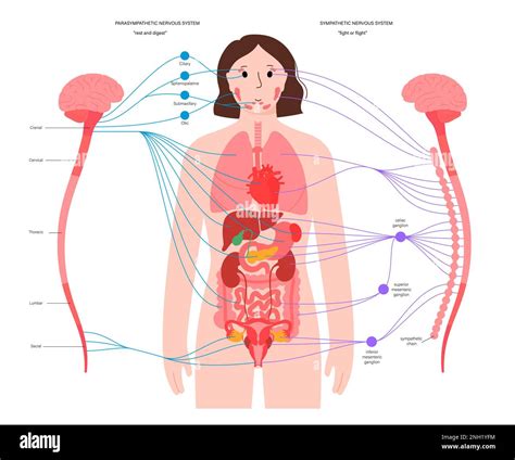 Image result for Autonomic Nervous System Model