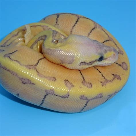 Toradh íomhá ar Super Enchi Ball Python