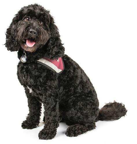 Cockapoo Dog Breed に対する画像結果