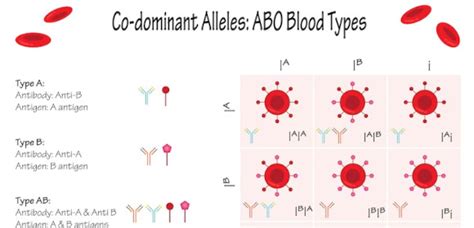 Afbeeldingsresultaten voor Codminance Worksheet Blood Types