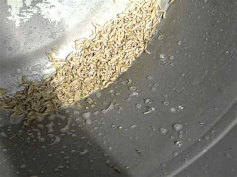 Toradh íomhá ar Maggots in Trash Can Outside