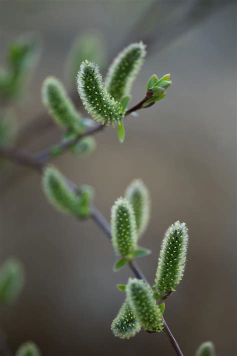 Image result for Early Spring Background