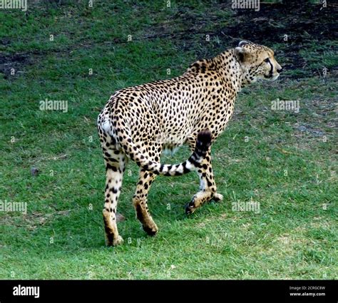 Image result for Predators Wild Cheetah