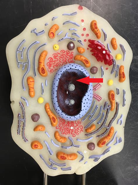 Image result for Lab Cell Model Labeled