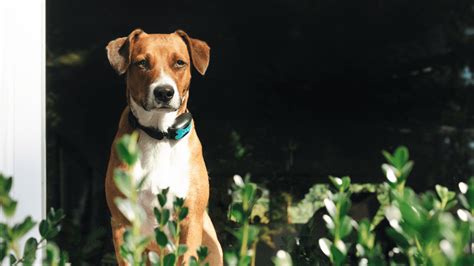 Image result for How to Use a Bark Collar for Dogs