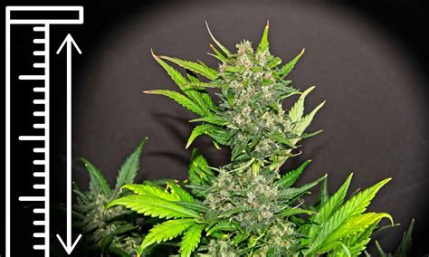 Autoflower Grow Chart に対する画像結果