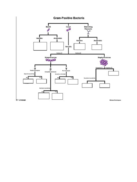 Image result for Gram-positive Algorithm