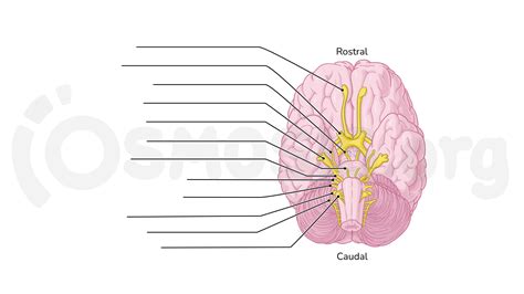 Cranial Nerves and Brain Stem Model Labeled に対する画像結果