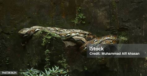 Toradh íomhá ar How to Read a Reticulated Python's Body Language