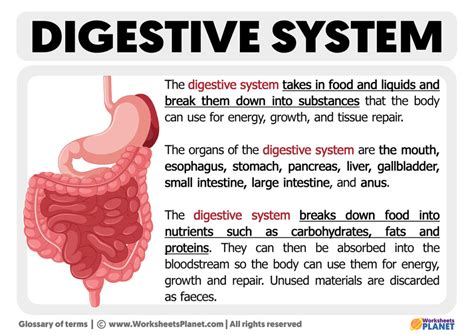 Image result for Our Digestive System
