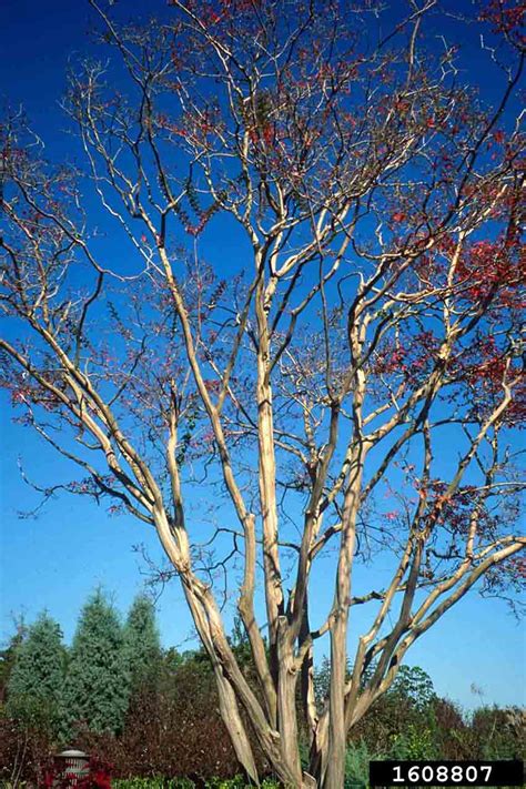 Powdery Mildew Crape Myrtle に対する画像結果