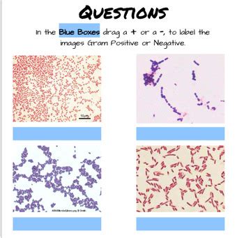 Image result for Gram Stain Virtual Lab