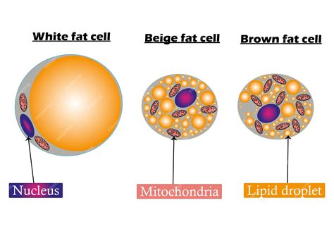 Image result for Adipocyte Body Cell Type