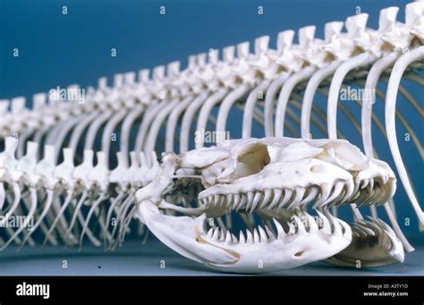 Image result for Python Skull Model