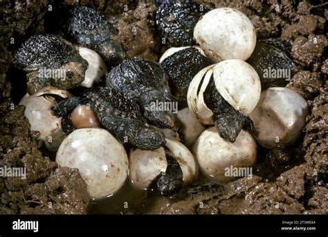 Snapping Turtle Eggs Hatching Saving Turtles: Protecting The Nests