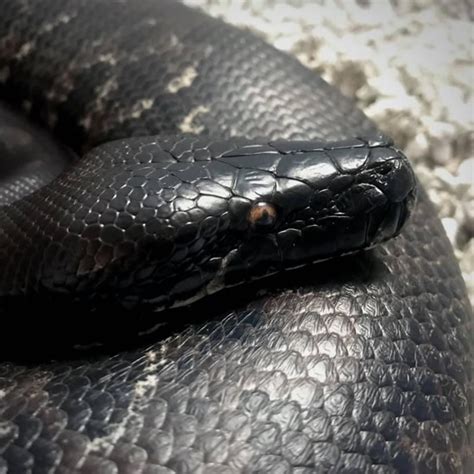 Short-Tailed Python に対する画像結果