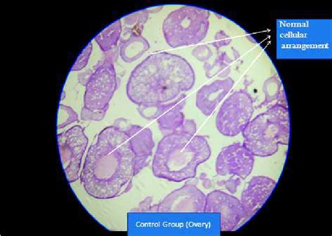 Image result for Fish Oocyte