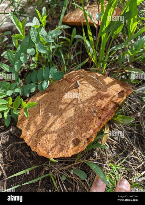 Lakei Hoed に対する画像結果