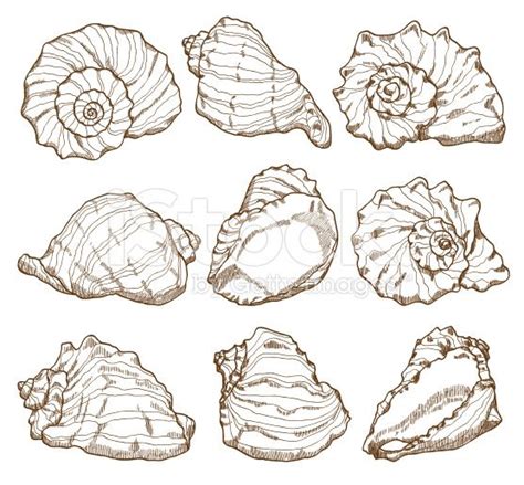 Image result for Sea Shell Pattern Drawing