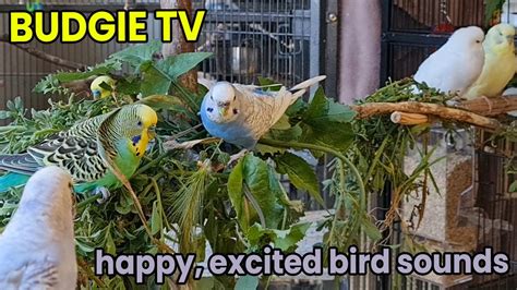 Image result for Budgie Channel