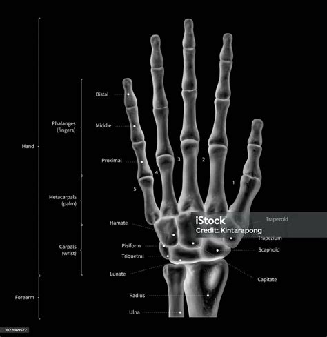 Image result for Normal Hand