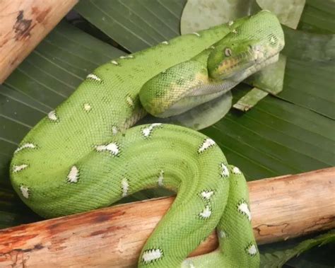 Image result for Emerald Tree Boa Habitat