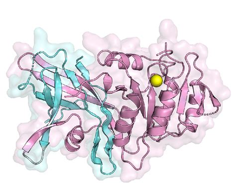 Bildergebnis für Enzymes Involved in Glycolysis