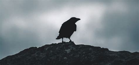 Toradh íomhá ar Crow CAW