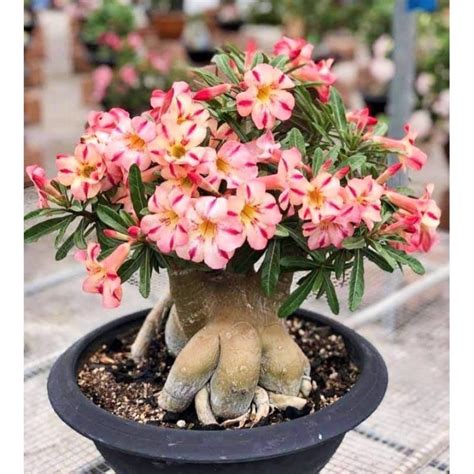 Bunga Adenium Goji に対する画像結果