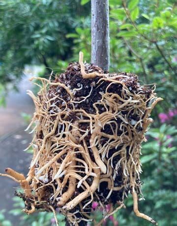 Image result for Magnolia Tree Root System