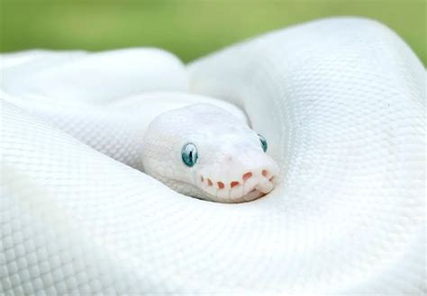 תוצאת תמונה עבור Snake Eye Ball Python