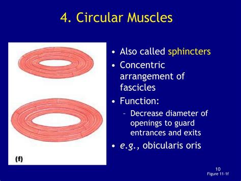 Image result for Parallel Muscle