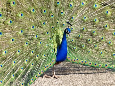 Image result for Peacock Stick Drawing