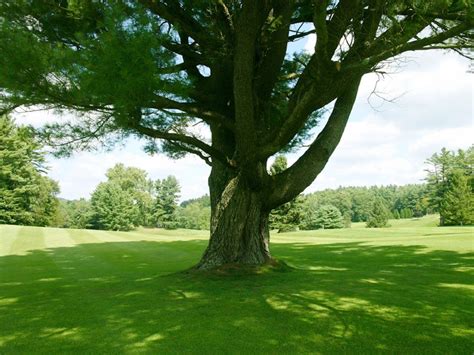 Image result for Explain Tuples in Python