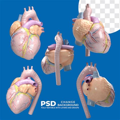 Image result for Human Heart 3D Model All Angles