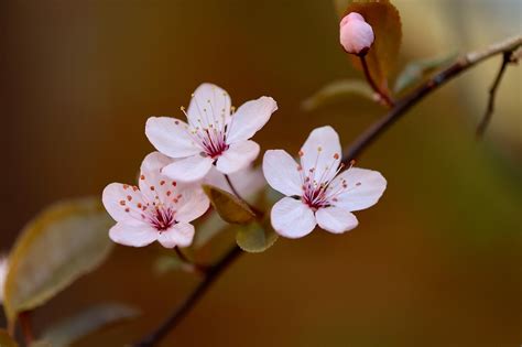 Plum Flower Disection に対する画像結果