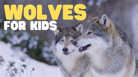 Afbeeldingsresultaten voor All About Wolves for Kids