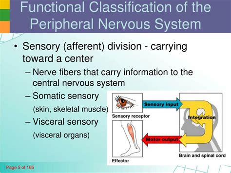 Functional Classification Nervous System に対する画像結果