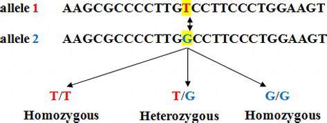 Image result for Transient Genetic Polymorphism Example