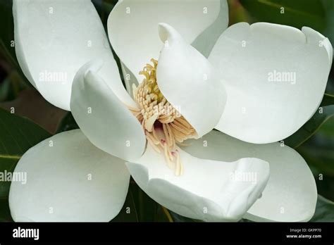Image result for Southern Magnolia Tree Flower