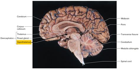 Bildergebnis für Hypothalamus Circadian Rhythm