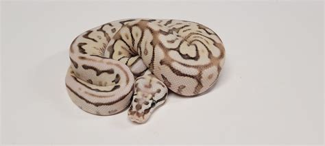 Image result for Leopard Lesser Ball Python