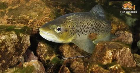 Categorizing Fish に対する画像結果