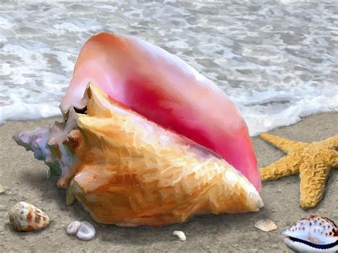Conch Shell Varieties に対する画像結果