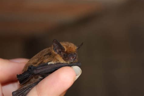 Image result for Bat Birthing