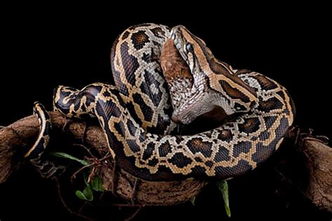 Image result for Burmese Python Reticulated