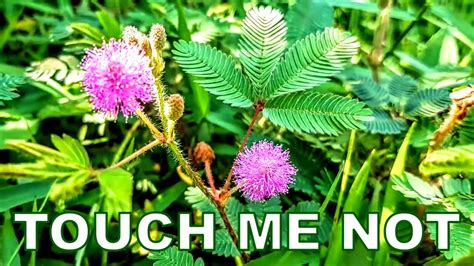 Image result for The Touch Me Not Plant in the Bahamas