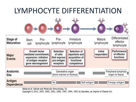 Image result for What Is the Complement System