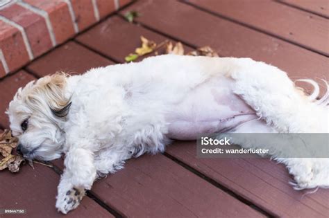 Image result for Dog Belly Exploding