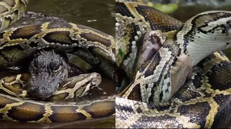 Croc vs Python に対する画像結果